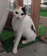 Baby Cats For Adoption
