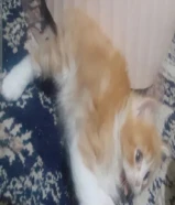 عدد 2 قطه للبيع عمر 45 يوم الاب سكوتش فولد والام شيراز متعودين علي التر بوكس