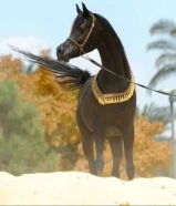 مطلوب خيل مصري ب 200