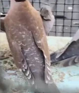 للبيع ازواج ياكريم جميع الاوان فاخر