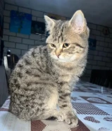 قطاوه بصحه ممتازه