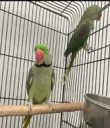 زوج متوه نيبالي للبيع