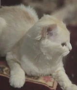 قط تركى عمره 4 شهور