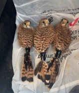 للبيع حميميج وحش على 10 الصحه جيده