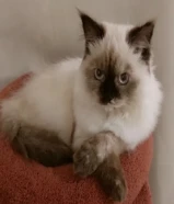 قطه انثى ( تم تعقيم القطه ) اخذت جميع المطاعيم الضروريه.. عمر القطه 8 اشهر