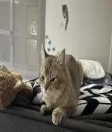 للتبني سكوتش ستريت