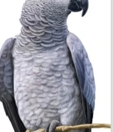 مفقود كاسكو بمنطقة النهضه