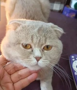 قط ذكر بريتش للتبنى المؤقت لمدة شهر