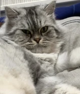Beautiful Persian grey cat you can take him for free but it’s accessories are paid