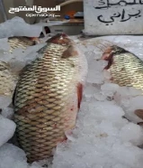 أسماك طازجة يوميا من التجربة الاولي أبوبدر للأسماك الطازجة تنضيف وتوصيل مجاني