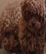 توي بودل نثيه شهرين