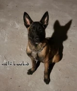 psمالينو نثيه للبيع العمر 7 شهر درايف عالي حراره متعلمها على بعض الأشياء ست و استي داون و نو و كاش