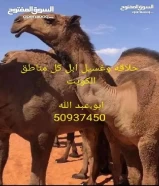 حلاقة وغسيل ابل كل مناطق الكويت