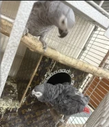 كاسكو رمادي زوج للبيع مع حضانته وقفص كبير