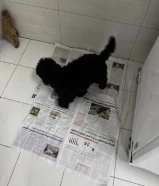 كلب بودل نثيه