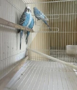 مجموعة طيور بادجي طيور الحب منتجه للبيع 8 افراد ب 3 اقفاص الوان جميله 30 دك