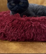 قطه للبيع لعووووووبه