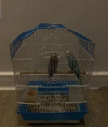 للبيع زوج طيور بادجي (طيور حب) طيور مغرده