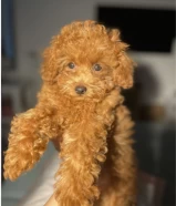 Ukrainian Toy Poodle puppy