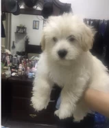 Mixed breed Maltese/ Yorkshire for sale 2.5 months