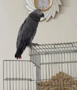 للبيع نثية كاسكو