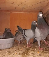 للبيع أزواج زاجل ولاحم مع انتاجهم