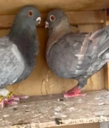 يوز أفريكان اويل(( البومه )) النثيه رديوس والذكر حامل رديوس