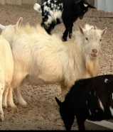 للبيع ماعز القزم