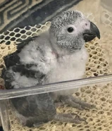 للبيع فرخ كاسكو