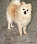 انثي معاها كل التطعيمات مع وجود دفتر التطعيمات