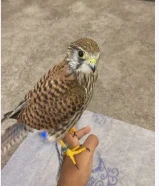 حميميج للبيع