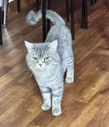 Cat to adopt for free