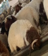 قصاب الكويت