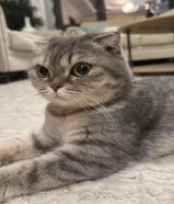 قطة سكوتش فصيله نادرة