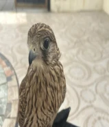 لبيع حميميج على السوم مع جميع اغراضه