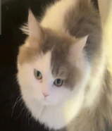 للتبني قطوه