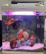 Tank with fish