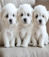 Maltese puppies ( جراء مالطية متوفرة )