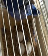 زوج فيشر لوف بيرد للانتاج الوصف مهم