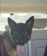 للبيع جيرمن