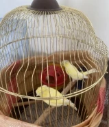 كناري للبيع شرط التغريد