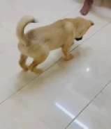 Haskey mixed garmanshapd