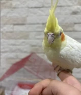 طيور الكروان اليف بس ما يطيرون يحتاج شهرين تقريباً عشان يطيرون