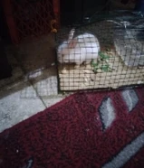 للبيع ارنب حجم وسط