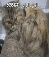 قطه شيراز حنونه مطعمه معها الاكل و الرمل خاص بها