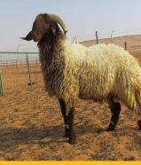 قصاب تحت الطلب ذبح وتوصل ال منزل