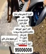 للبيع ميني بينشر انتاج طيب