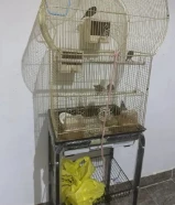 6 عاصفير مع القصف بس