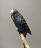 طير حب مروض