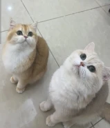 برتش شورت هير